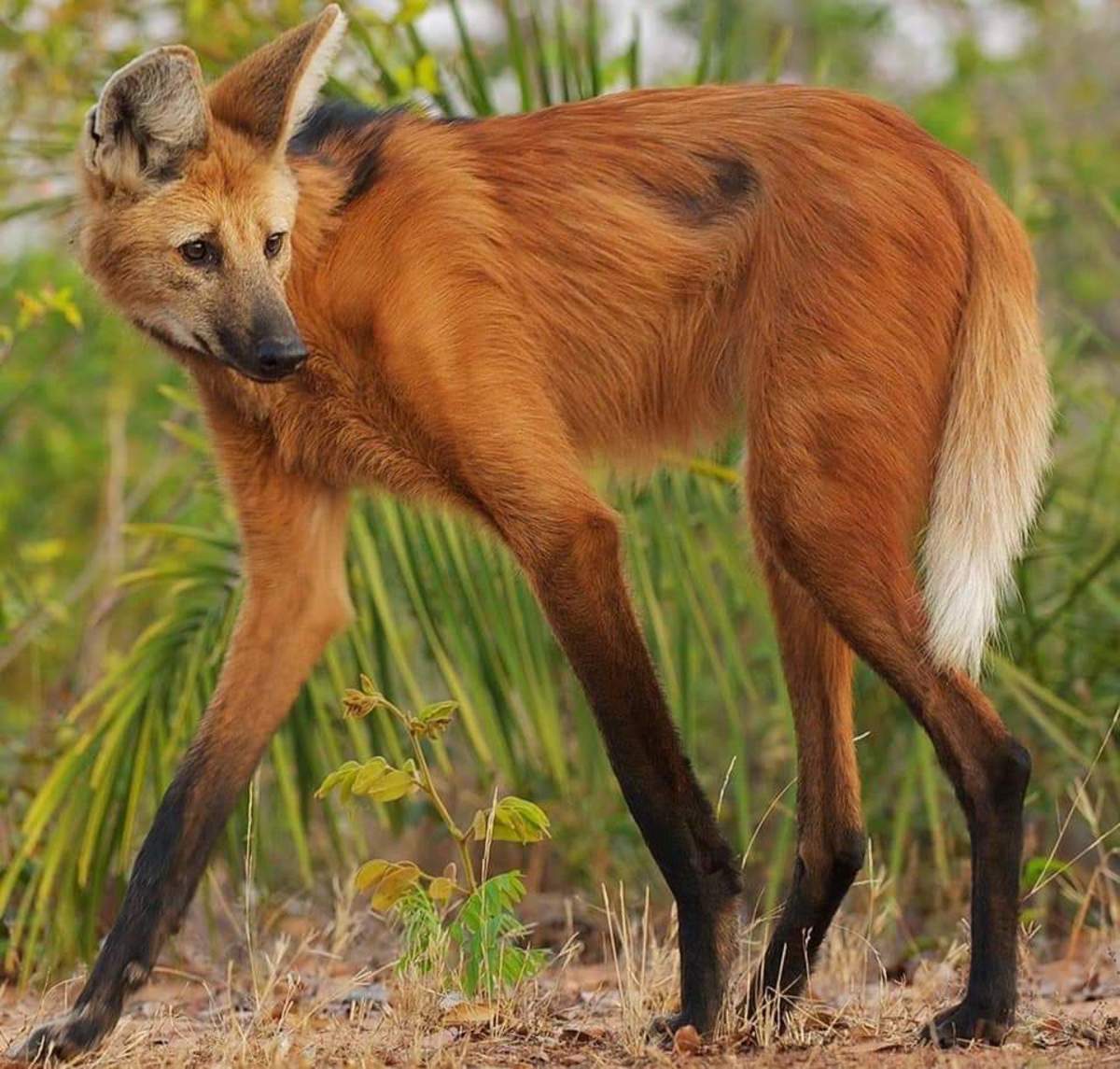 The Tallest Wolf (Maned Wolf)