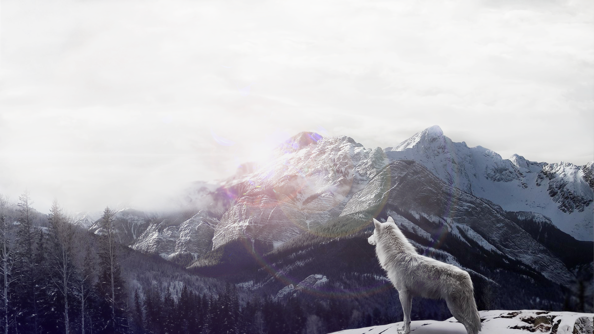 Interesting Information About Wolves