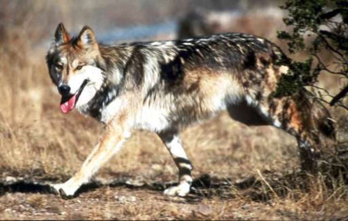 Mexican Gray Wolf (The friendliest wolf species) 