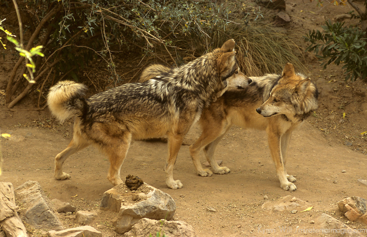 11-most-interesting-information-about-wolves