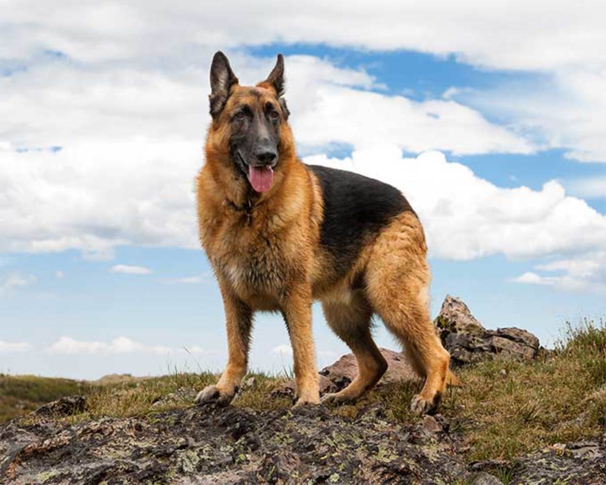 10 Countries that German Shepards are banned or restricted in.