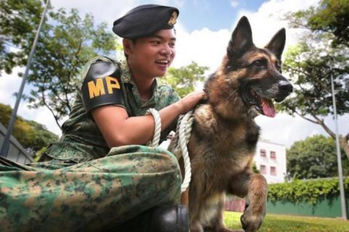 10-countries-that-german-shepards-are-banned-or-restricted-in