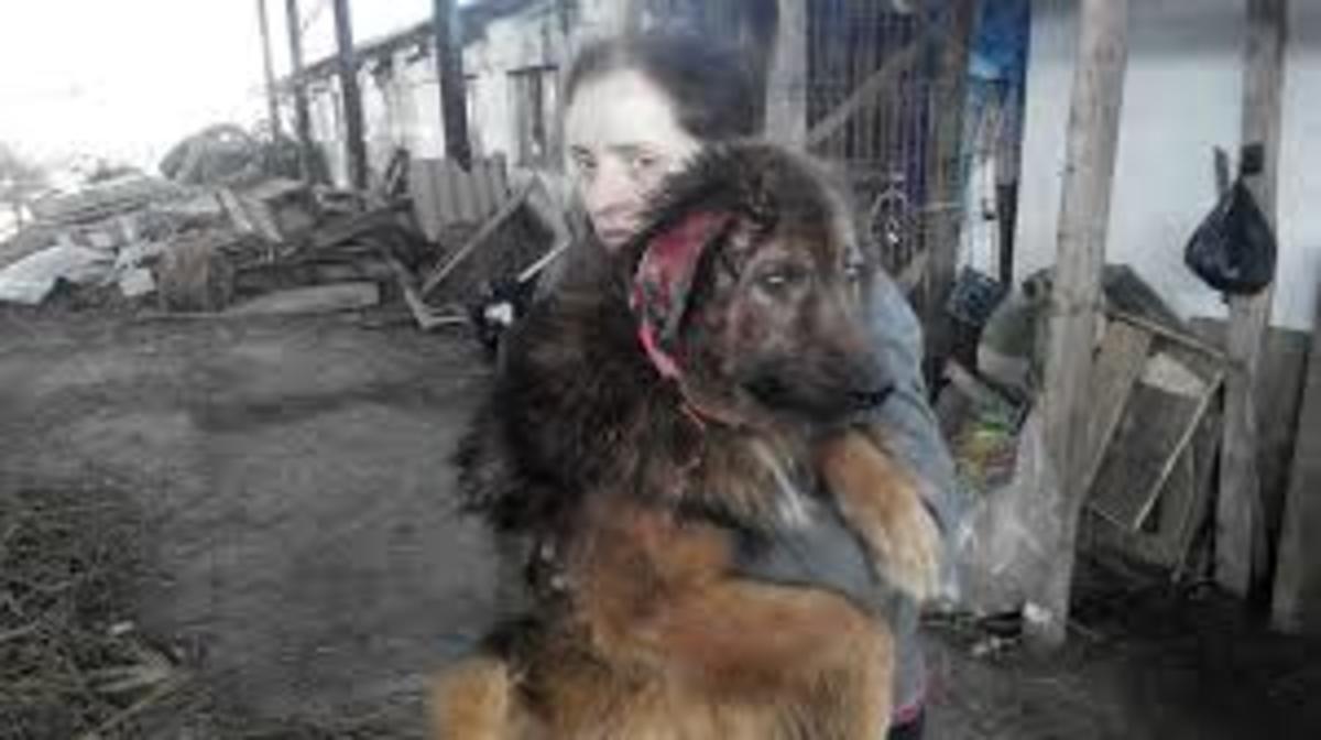 Are German Shepherds A Banned Breed