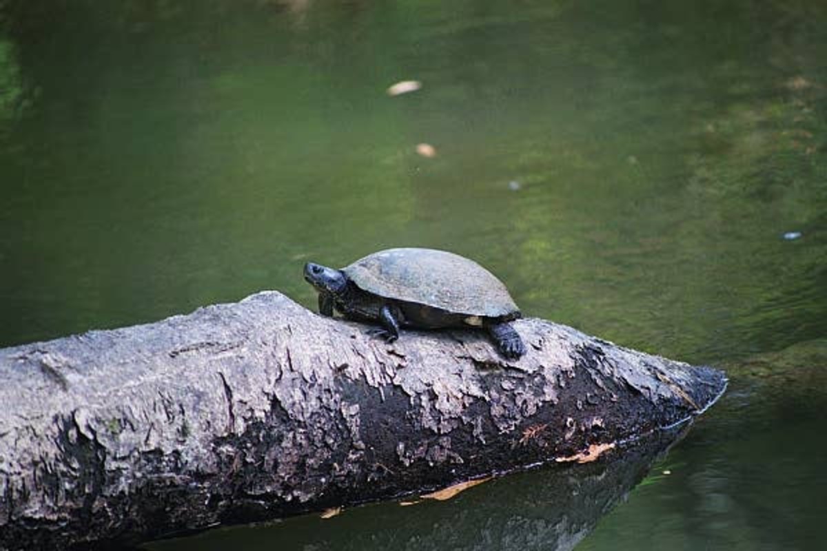 Canoeing the Tchefuncte River - HubPages