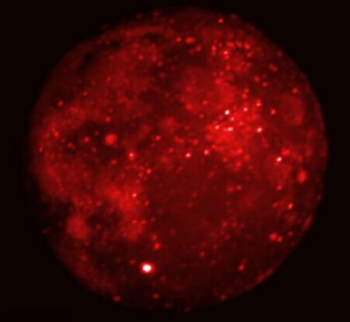 A modern infra-red image of the Moon. Image courtesy the DCATT Team, MSX Project, BMDO.
