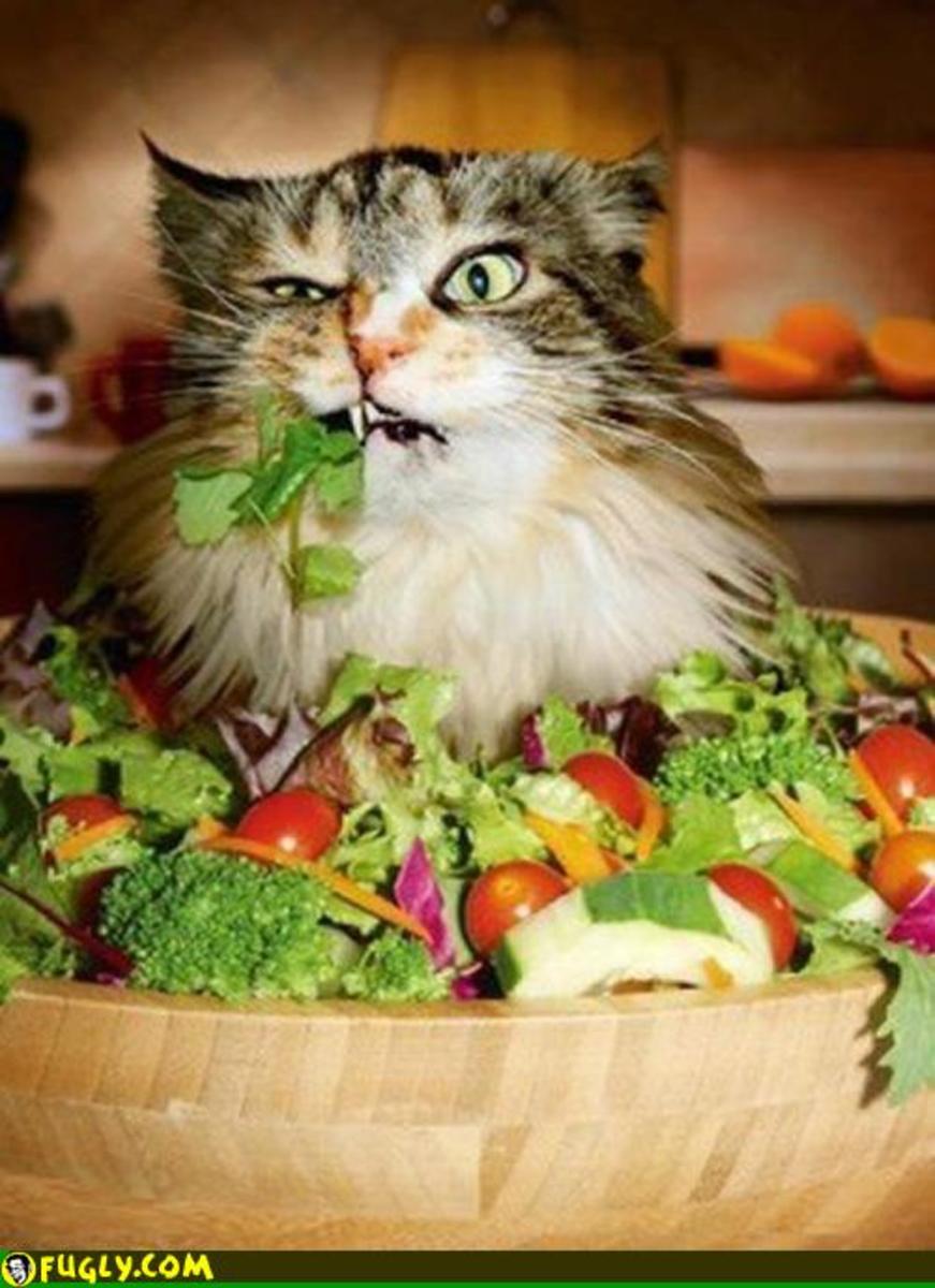 A Cat Can't Live on Vegetables