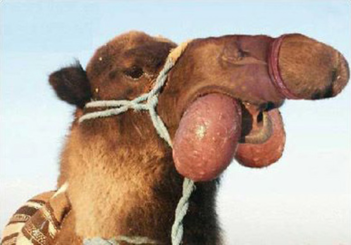 Some camels spit. I prefer to stick out my tongue.