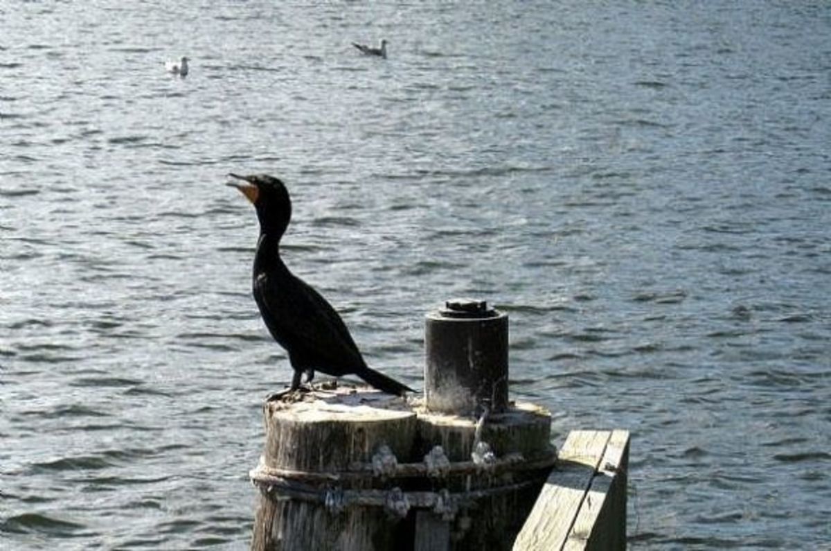 Cormorant - At first you may think it's an anhinga, as it looks and behaves very similar to those. Note that the cormorant has a curved beak and swims more on the surface of the water. Its neck is not as snakelike.