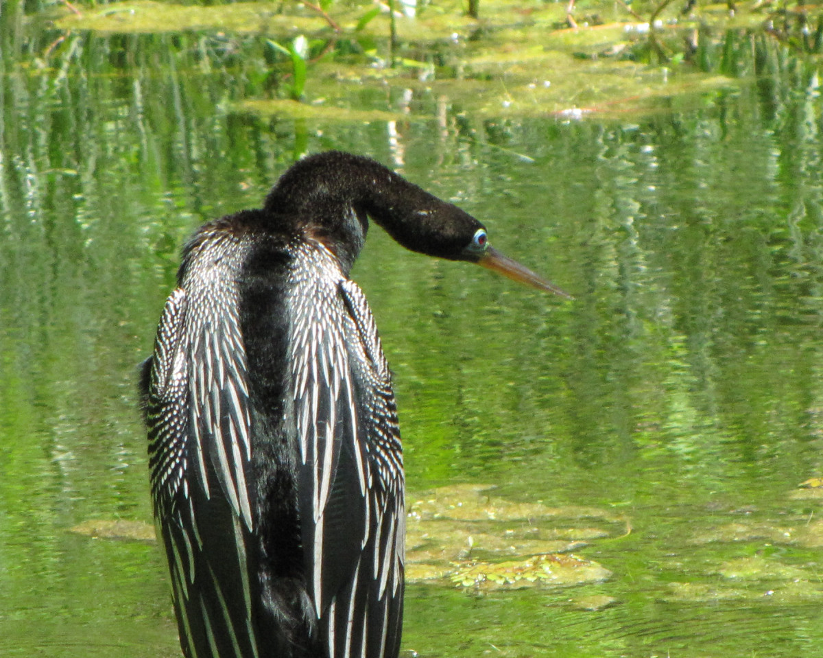 Anhinga with breeding plumage. Note the blue ring around its eye that it gets at this time. 