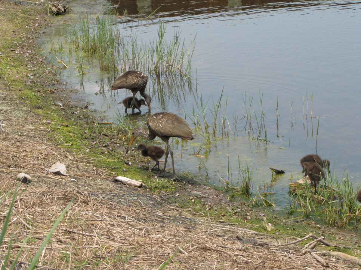 Limpkin family feeding along the lake shore.