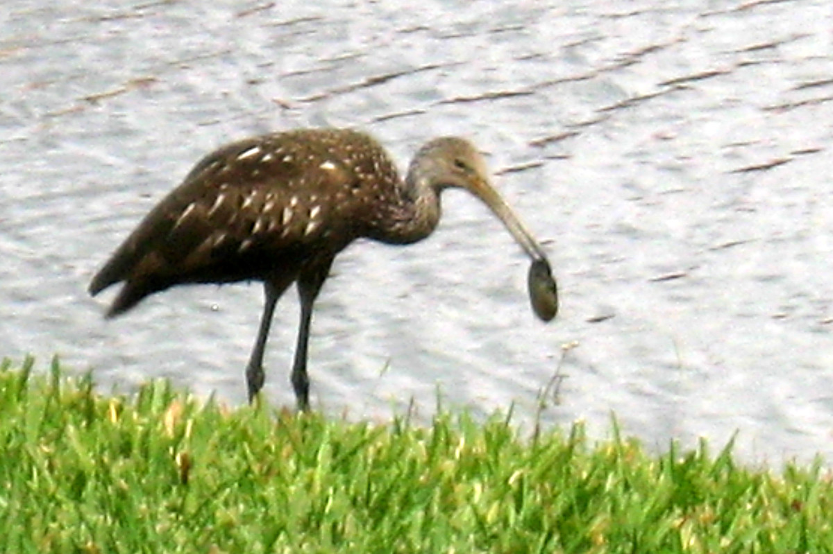 The limpkin has white flecks and spots on its neck and body. It eats mussels along the shore.
