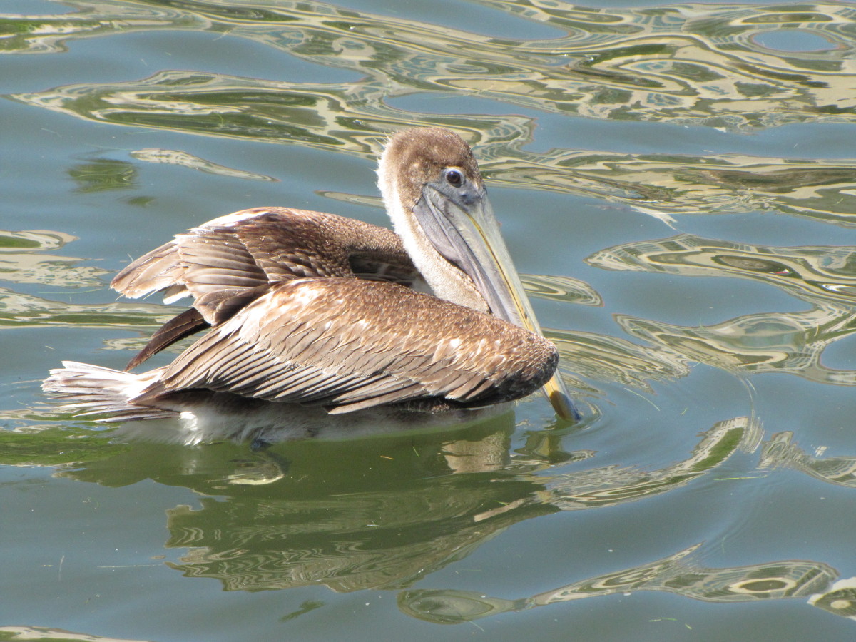 Different view of a brown pelican.