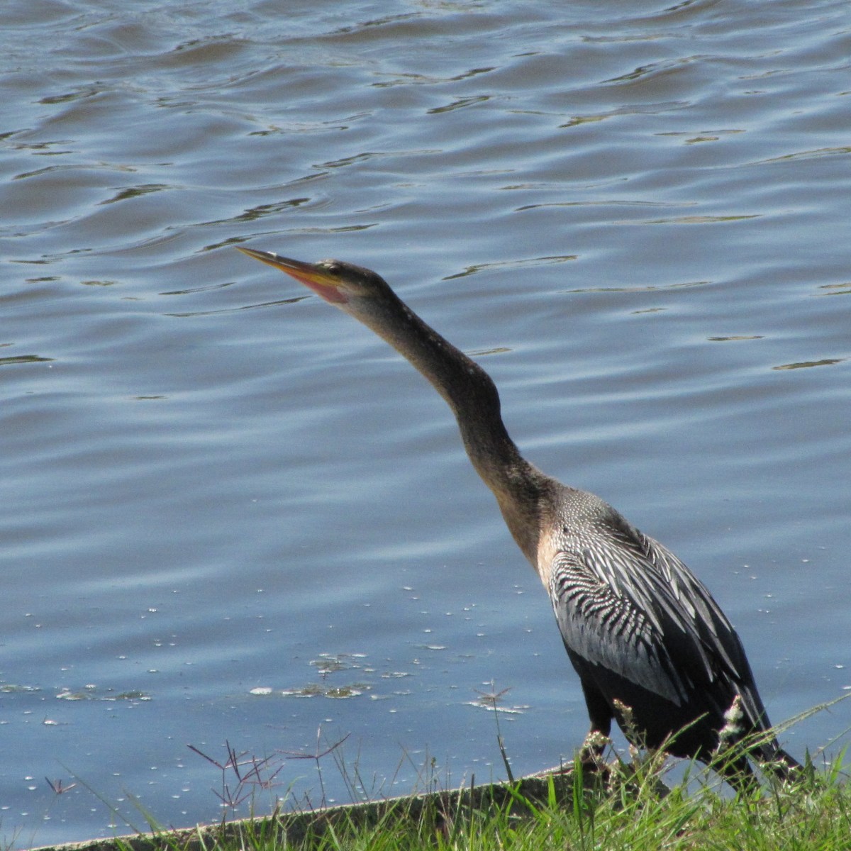 The neck is snake-like. The beak is pointed for spearing fish. 