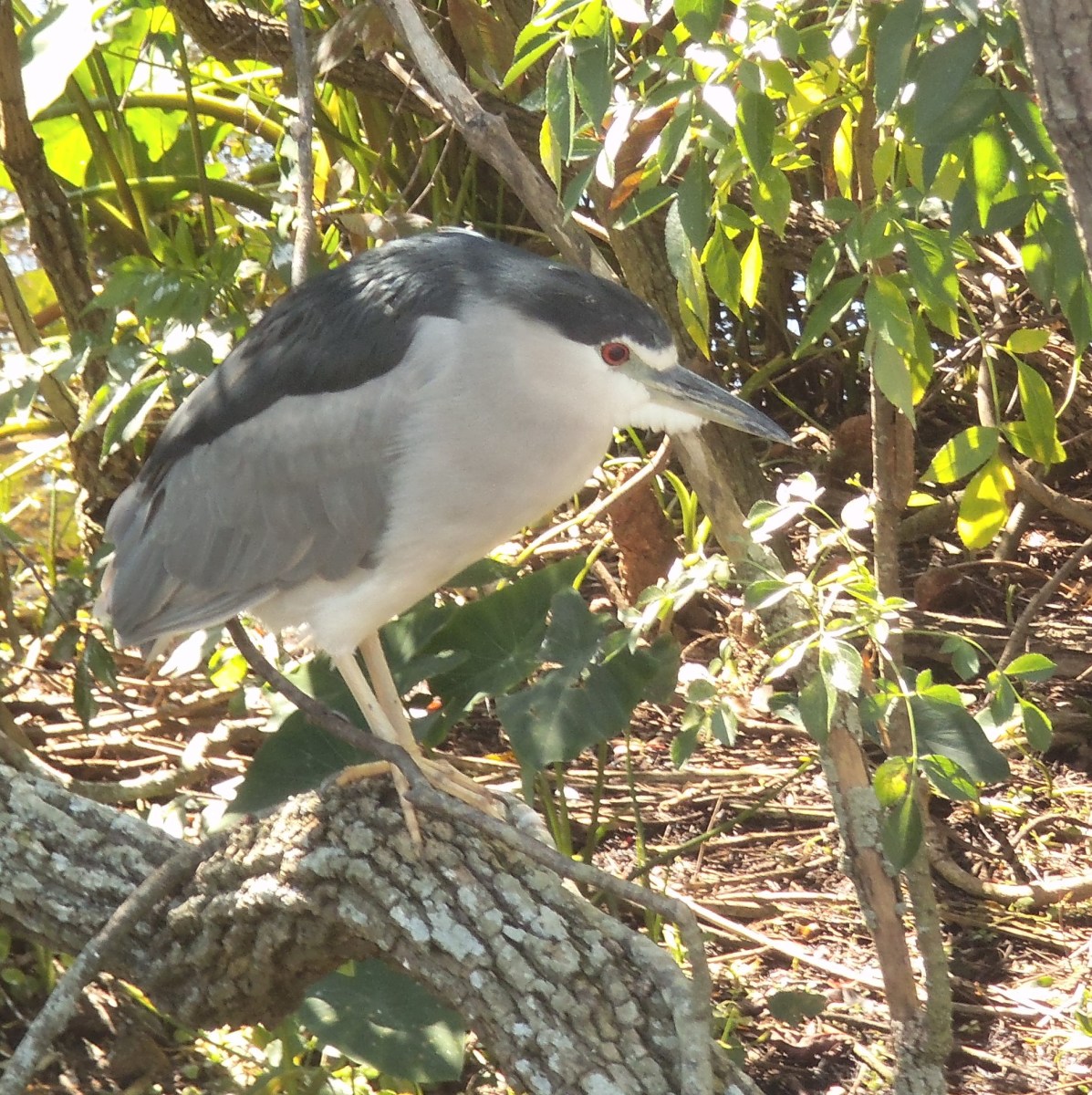 The black-crowned night heron is shorter and bulkier than the other herons. 
