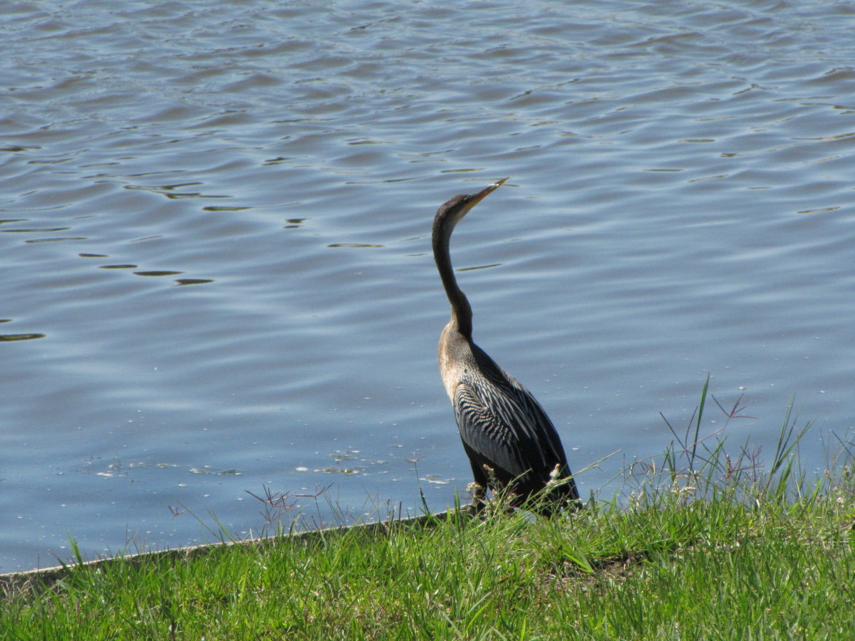 Anhinga - Notice their long, snakelike neck, straight bill, and a long tail. Females have brownish necks. It swims with the body low in the water, diving often. To take flight, it runs across the top of the water. Often you'll see them with their win