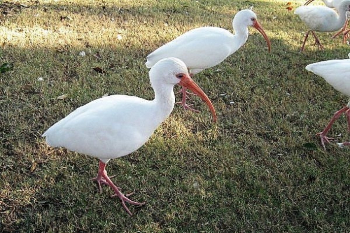 White Ibis - Curved bill (bright red in breeding season). Black wingtips when flying and has red legs. Iimmature ibis is brown with white underparts.