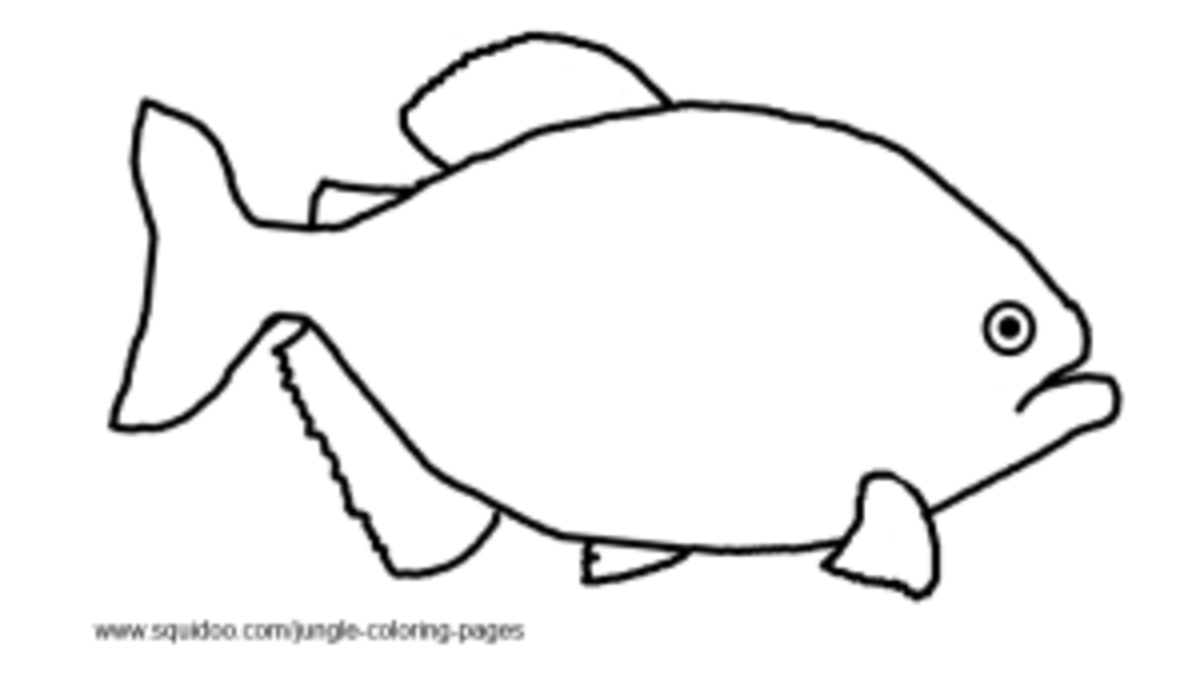Jungle Coloring Pages - HubPages