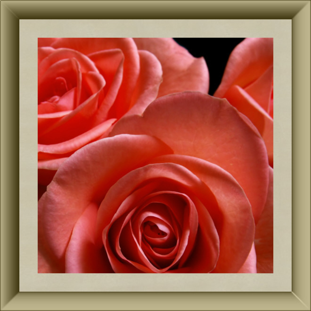 Rose blossoms