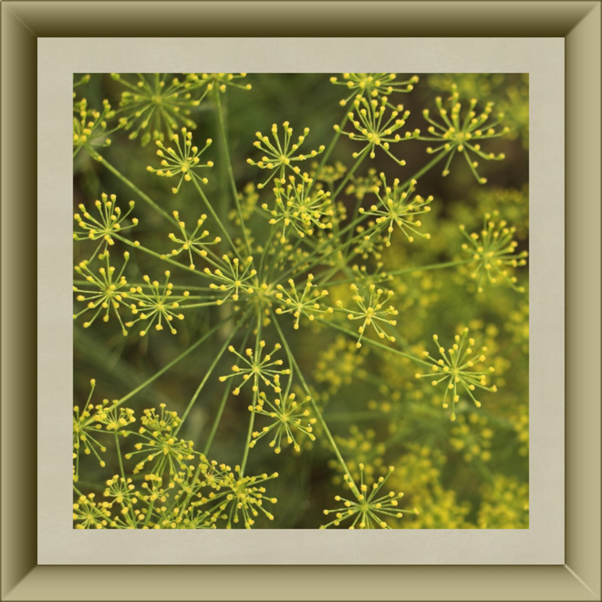 Dill Blossoms