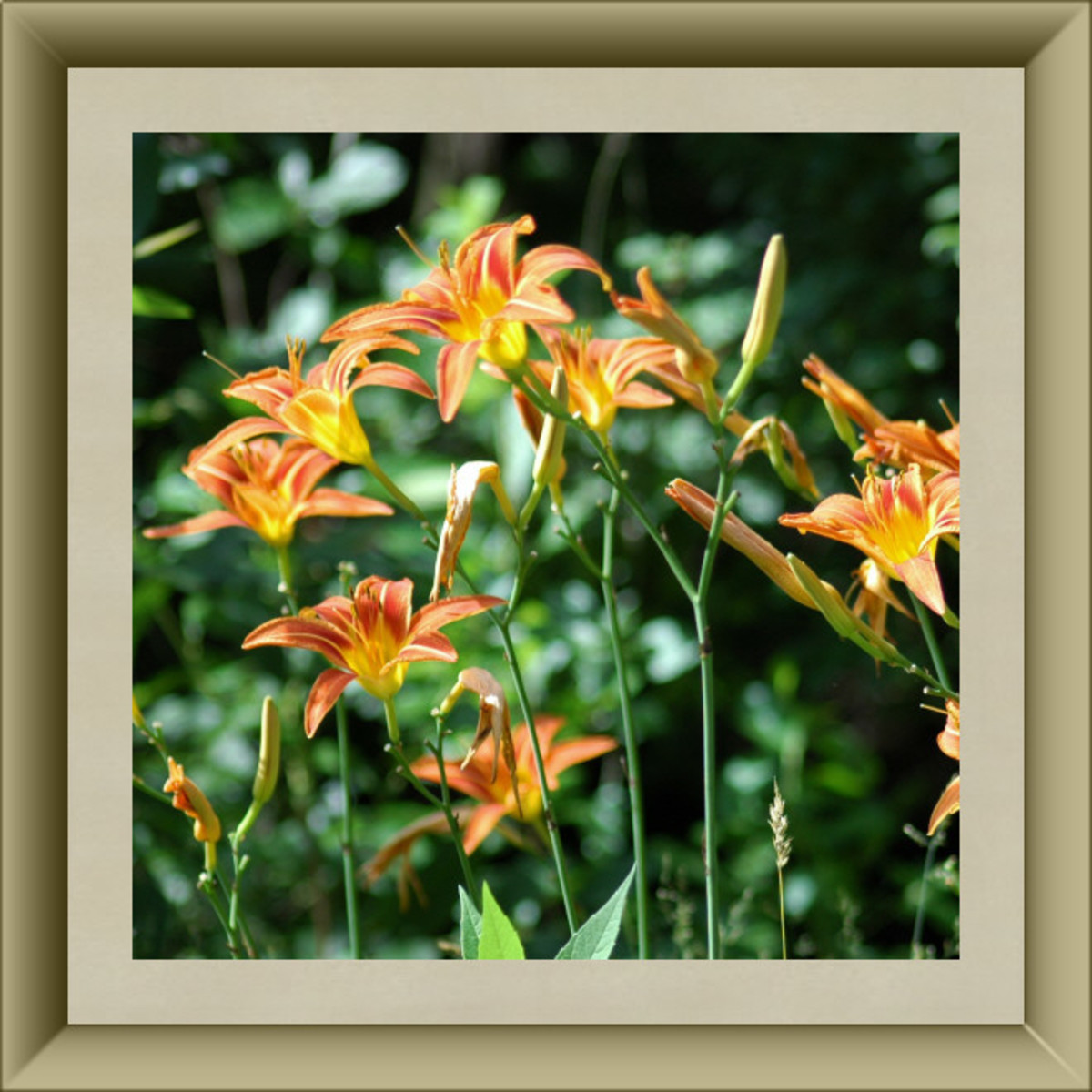 Tiger Lily Blossoms