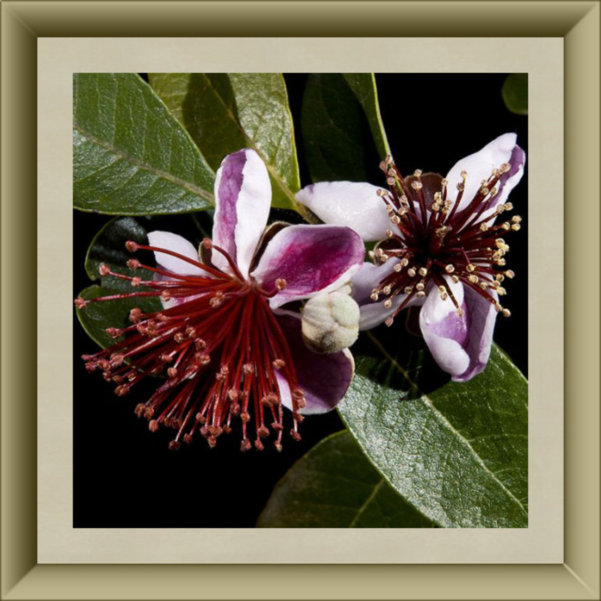 Pineapple Guava Blossoms