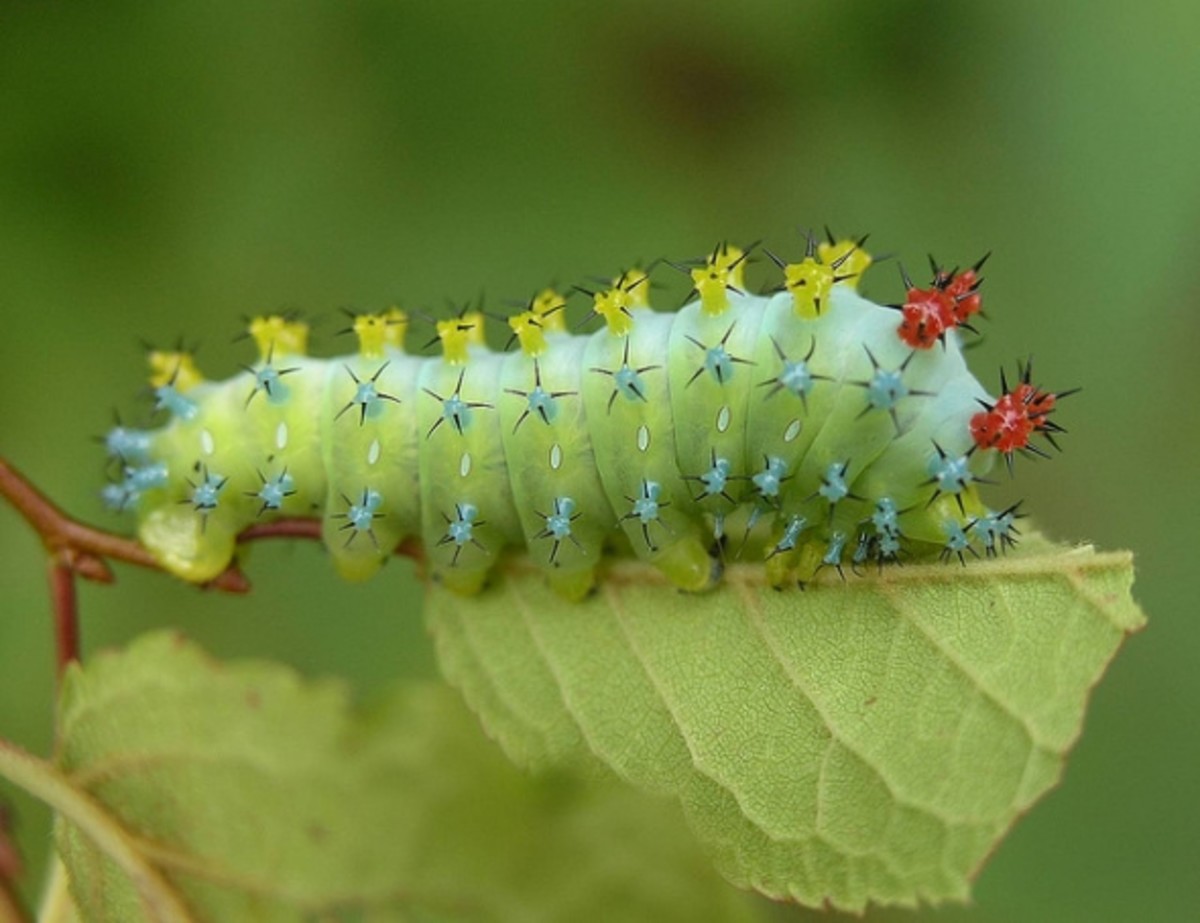 cute-caterpillar-photos