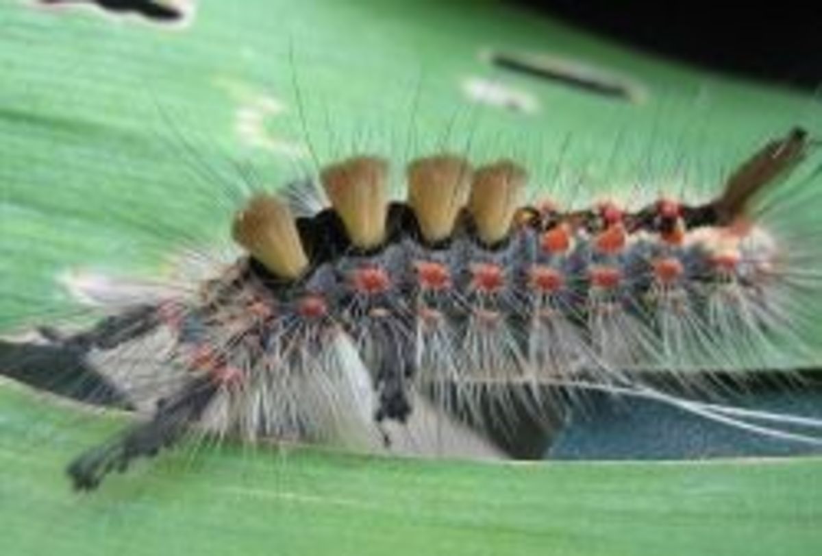 Top 10 Beautiful Caterpillar Photos