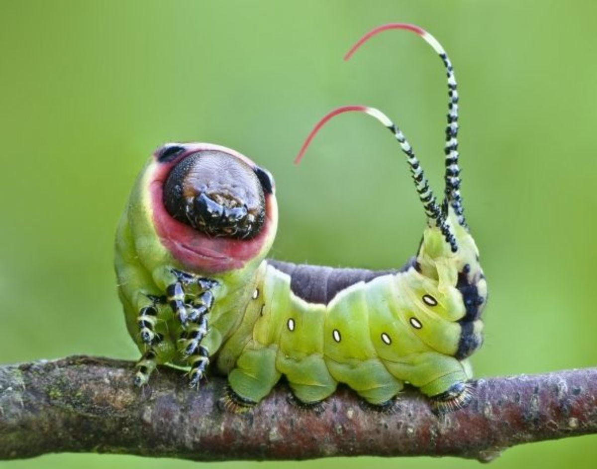 cute-caterpillar-photos