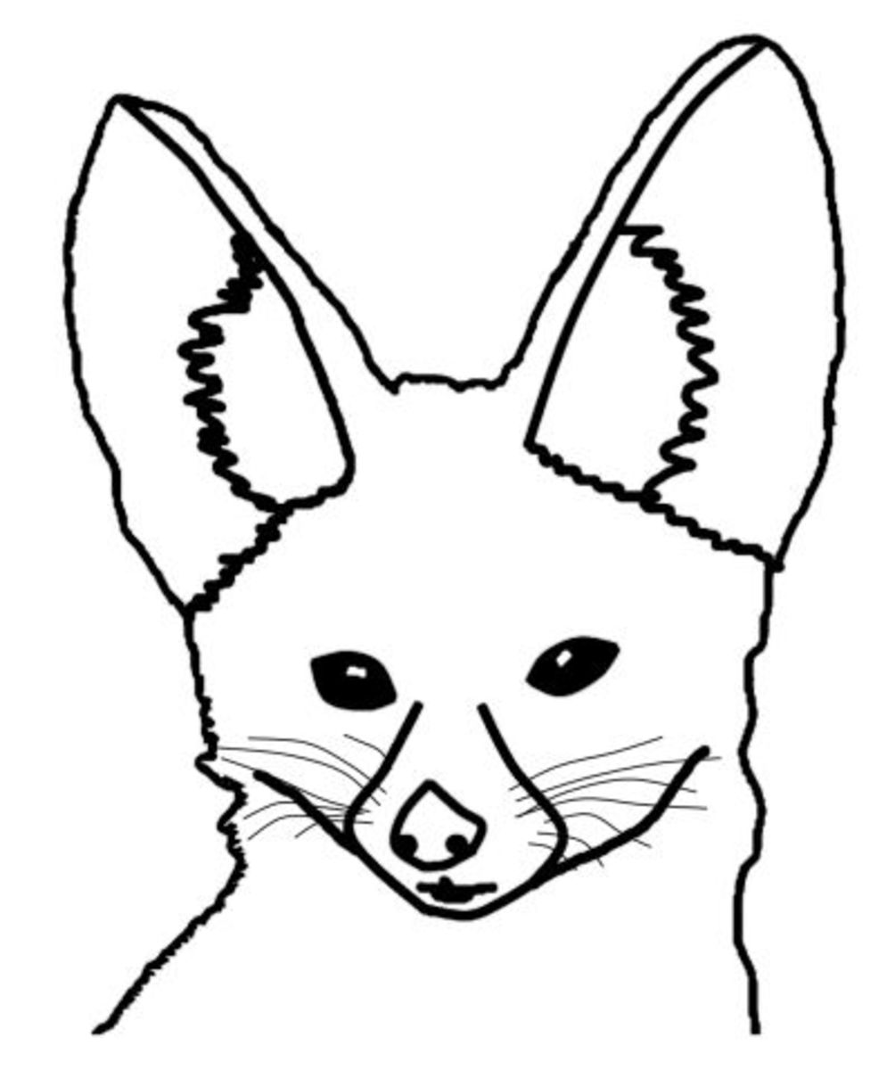 Fennec Fox Coloring Pages