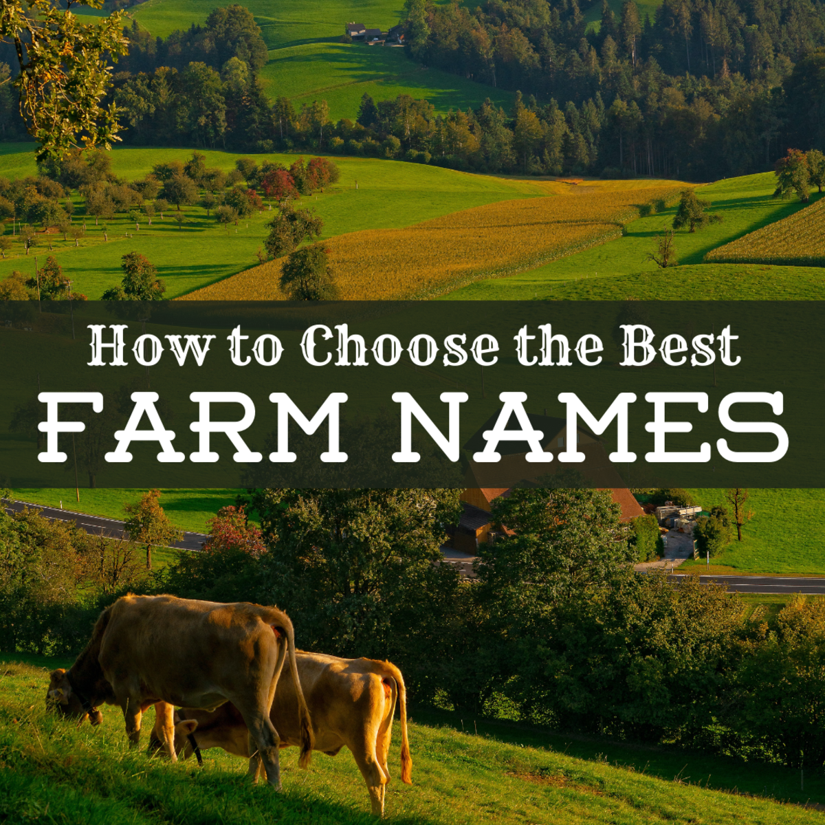 A Guide To Choosing The Best Farm Names ToughNickel