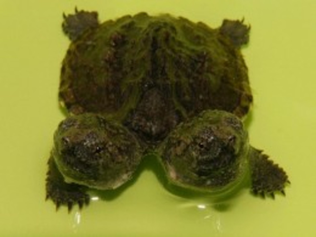 the-common-snapping-turtle-and-the-uncommon-snapping-turtle