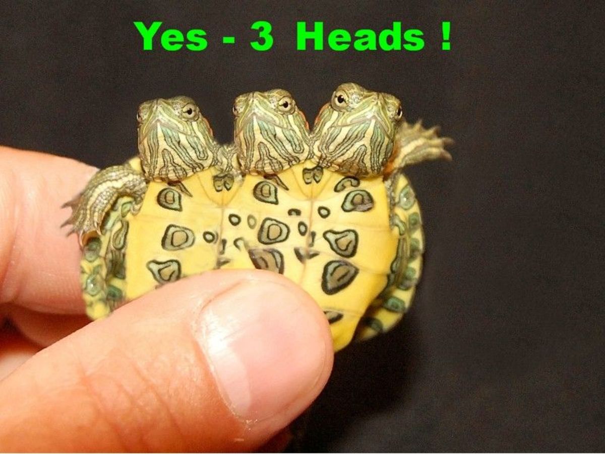 A life time of selective breeding has finally paid off & produced this gem ! They put Two Headed Turtles together for years. They're hoping to breed it back into another two head & produce a 4 headed turtle someday! * (see note at end of hub)