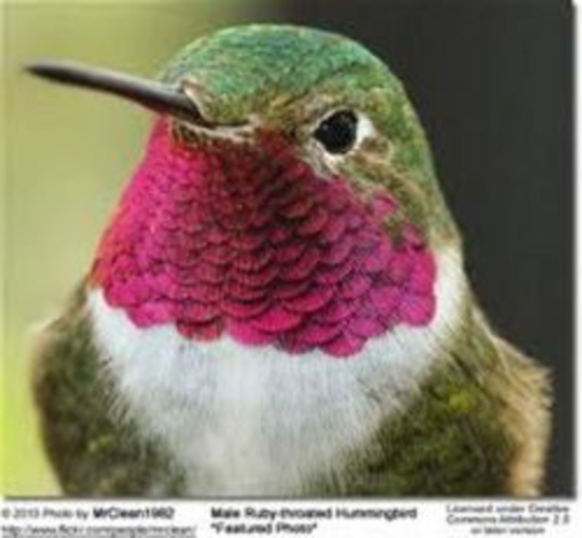 attracting-backyard-hummingbirds