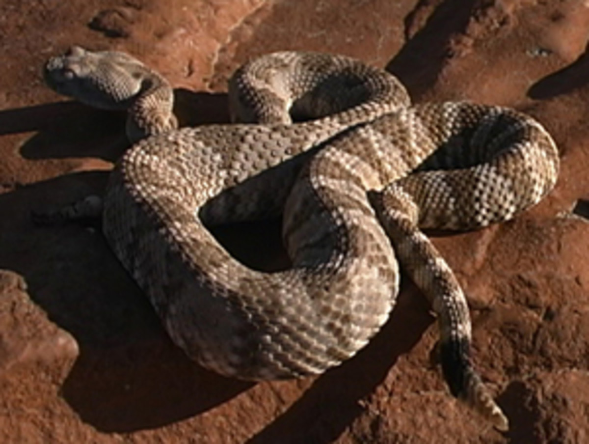 Panamint rattlesnake