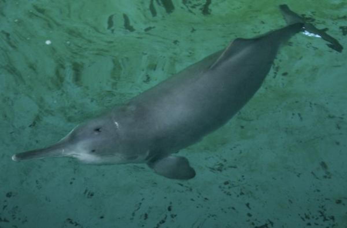 Baiji, Chinese river dolphin