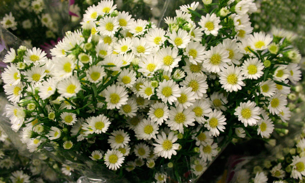 How To Grow Monte Cassino Aster - HubPages