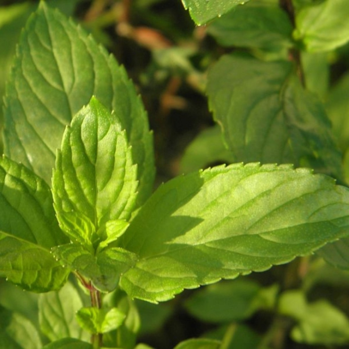 Lemon balm leaf can be made into a relaxing tea for stress and anxiety