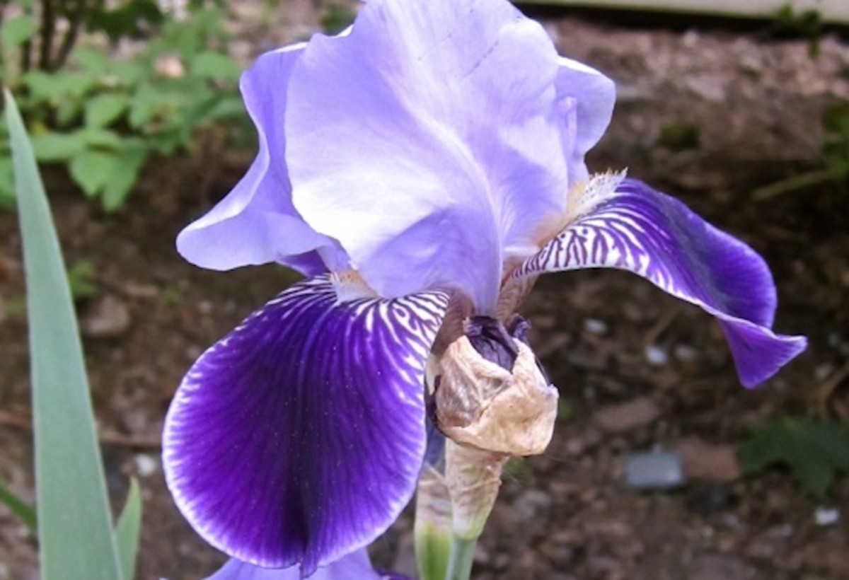 Antique Heirloom Bearded Iris 'Perfection' from 1880