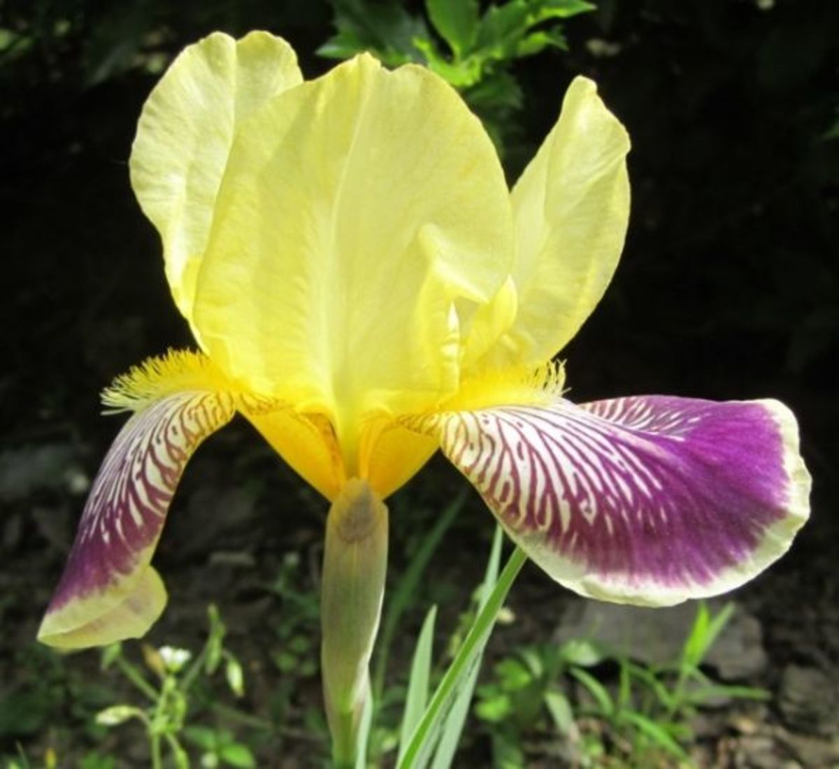my-victorian-garden-growing-heirloom-bearded-iris
