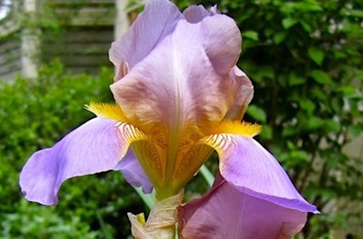 The Antique Heirloom Bearded iris shown here is Quaker Lady. It dates back to before 1900. 