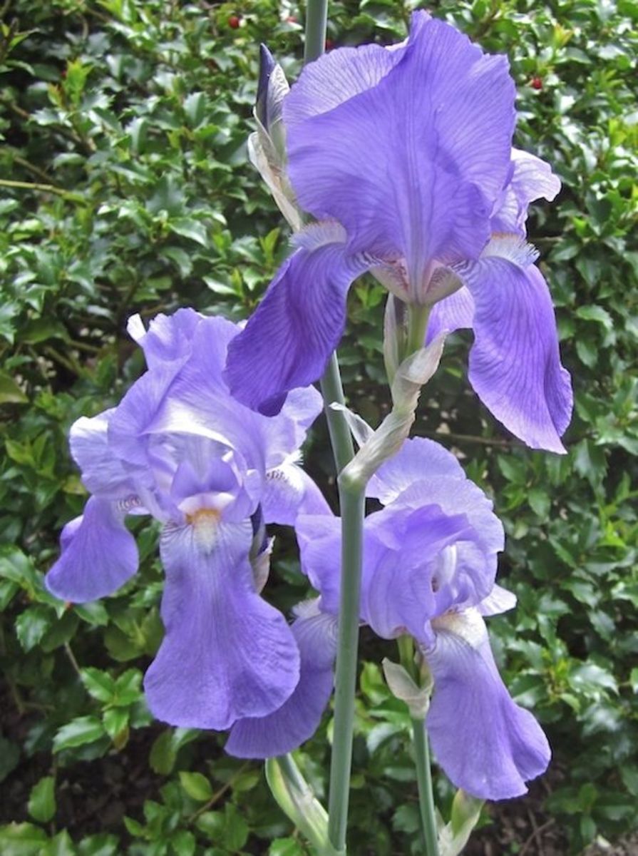 Iris Violacea Grandiflora was collected by DeBerry in 1856. It is medium-toned blue-violet self. (Violacea means violet and Grandiflora means large flowered.)