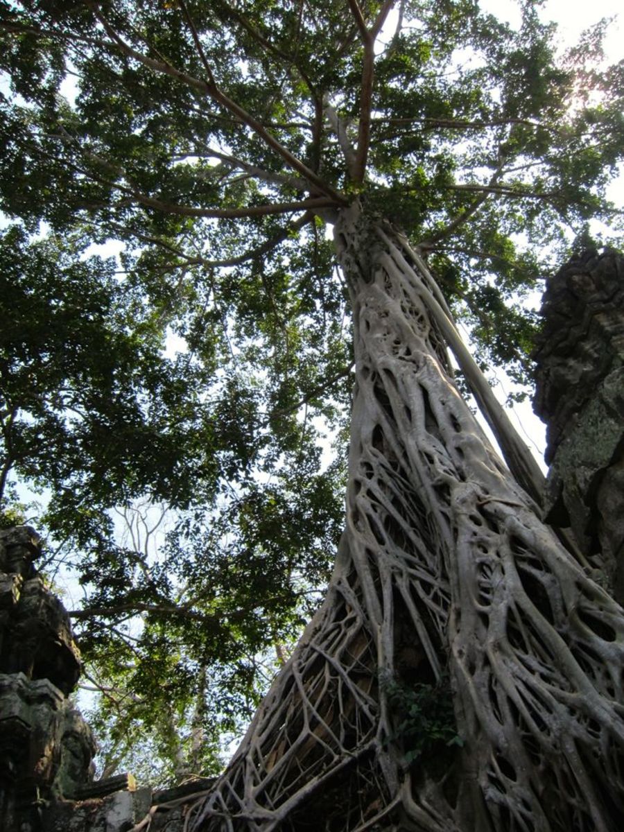 Tree in Angkor