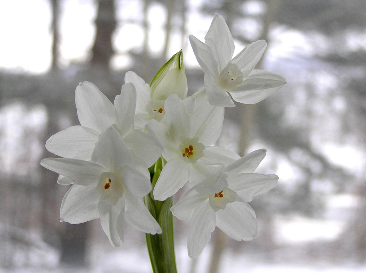 Water narcissus, also known as daffodil is Chinese symbol for good luck and fortune 