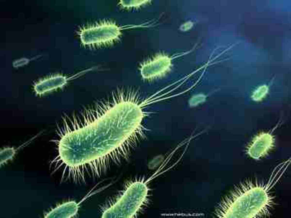 public domain Bacteria