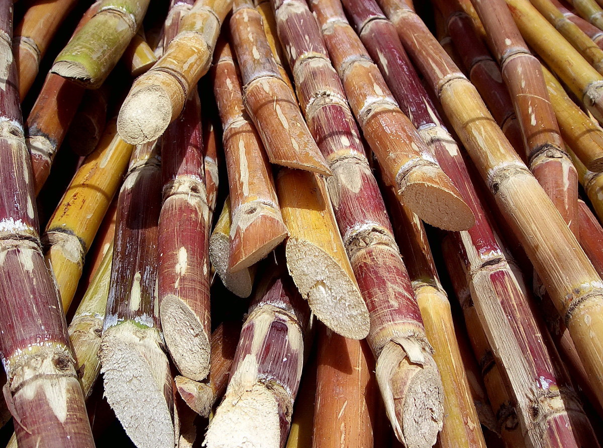The Many Uses and Health Benefits of Sugarcane and Sugarcane Juice