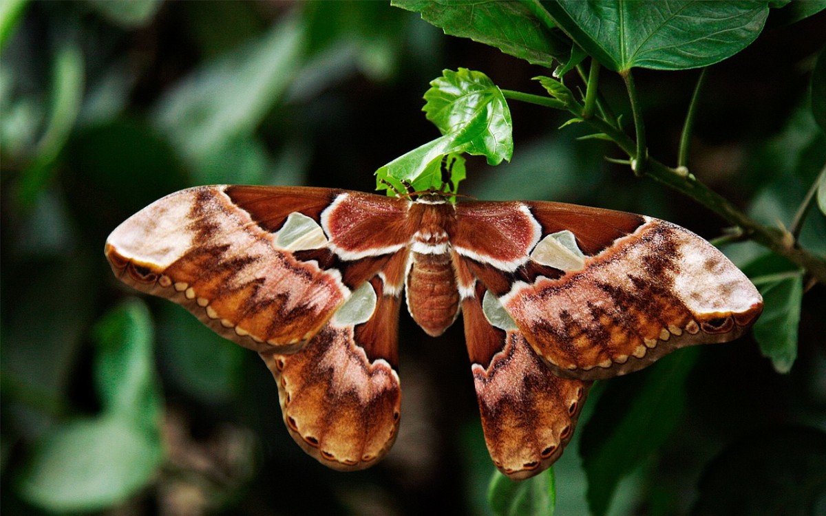  Attacus Atlas Moth