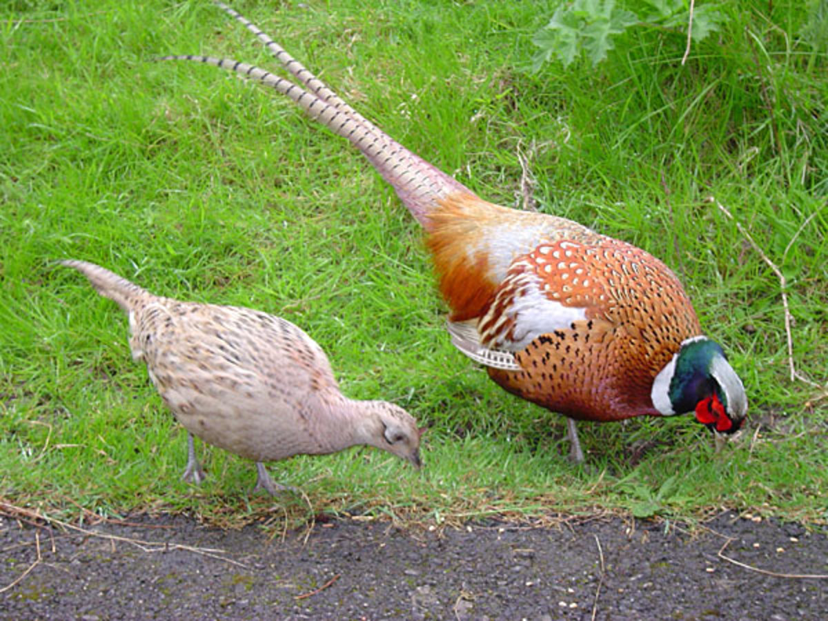 Male and female pheasant.  Sexual dimorphism displayed both in ornamentation - the striking color of the male, and also greater size.  