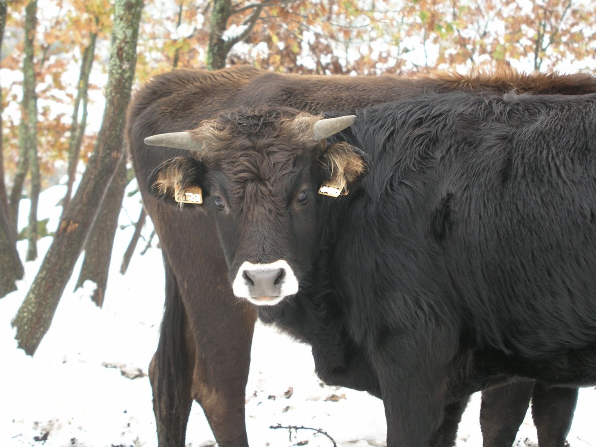 A young bull calf