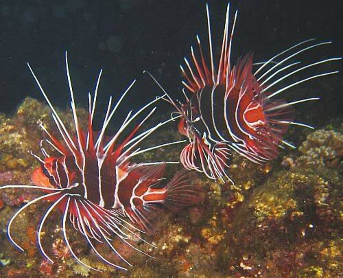 Divers search for Lionfish and spear them because their sting can be fatal.