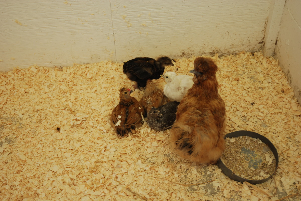 Raising Bantam Chickens: An Urban Farming Guide